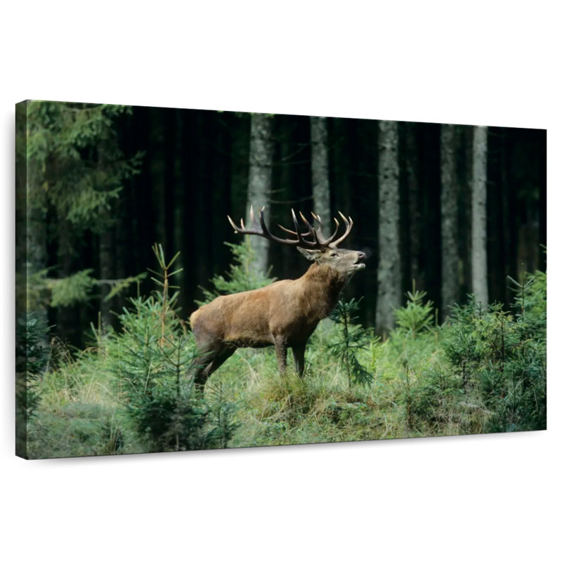 Crowle Elk Bugle, 16" H x 24" W