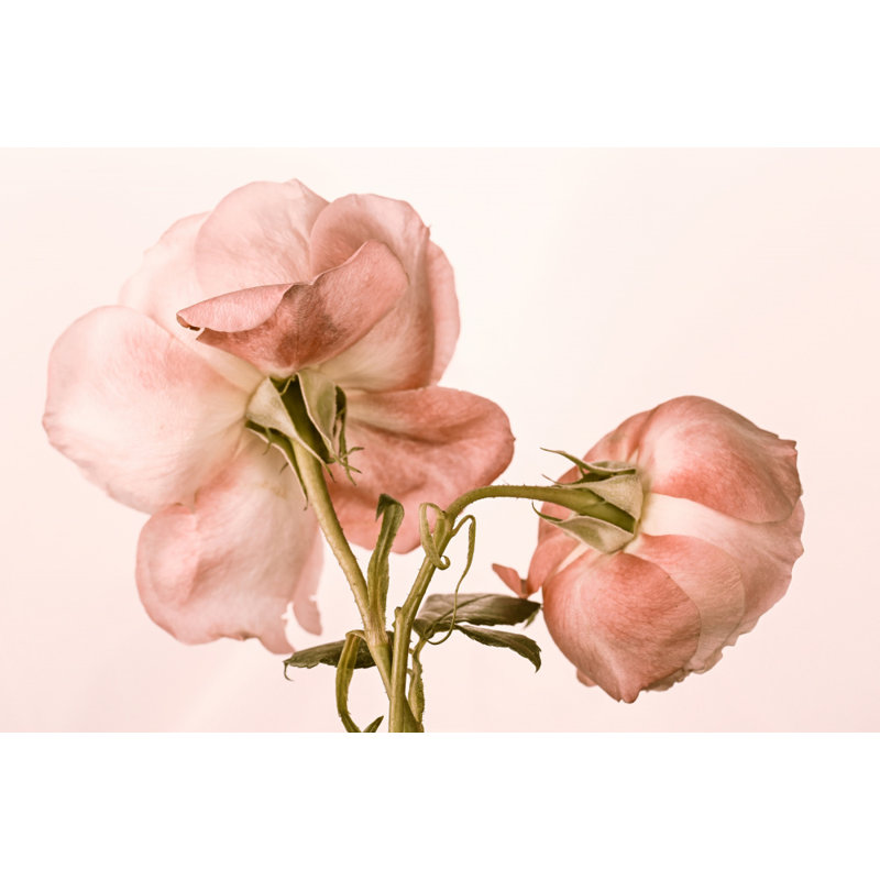 Wrapped Canvas Print, 76.2 cm H x 50.8 cm W