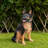 Outdoor Dog Statue