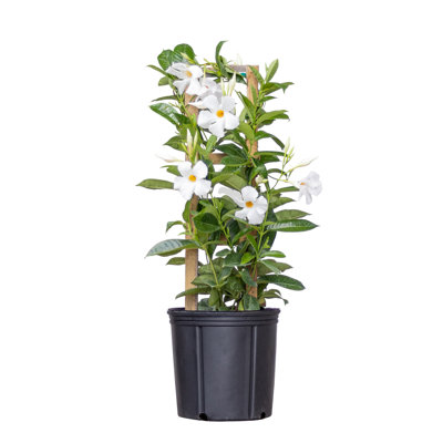 United Nursery Live Plant in Nursery Pot