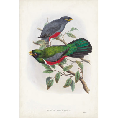 Gould Tropical Birds III - Graphic Art