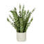 Eucalyptus in White Cement Pot