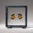 Two Genuine Polished Calcified Ammonite Halves in Display Box (0.5 Lbs)