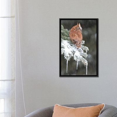 Eastern Screech Owl Red Morph In Winter, Howell Nature Center, Michigan by Steve Gettle - Gallery-Wrapped Canvas Giclée