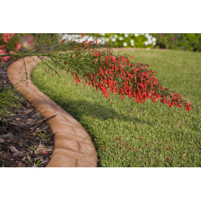 Red Firecracker Bush by RobertsGalleries - Wrapped Canvas Print