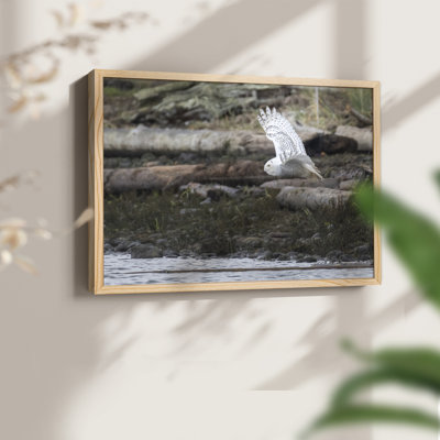 Solo Flight -Framed Print - Restickable