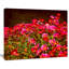 Petites fleurs rouges au printemps, reproduction de photo sur toile tendue-19241373