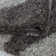 Tappahannock Shag Area Rug