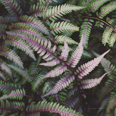 Funky Ferns VI by Laura Marshall - Wrapped Canvas Print