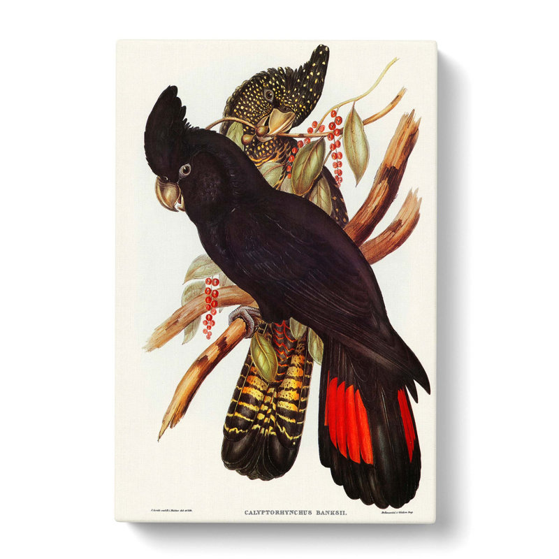 Banksian Cockatoo by Elizabeth Gould - Wrapped Canvas, 76cm H x 50cm W x 3cm D