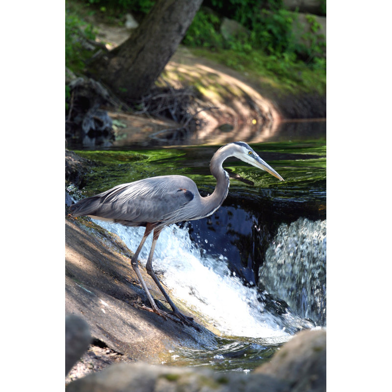 Great Blue Heron by Traveler1116 - Wrapped Canvas Print, 91cm H x 61cm W