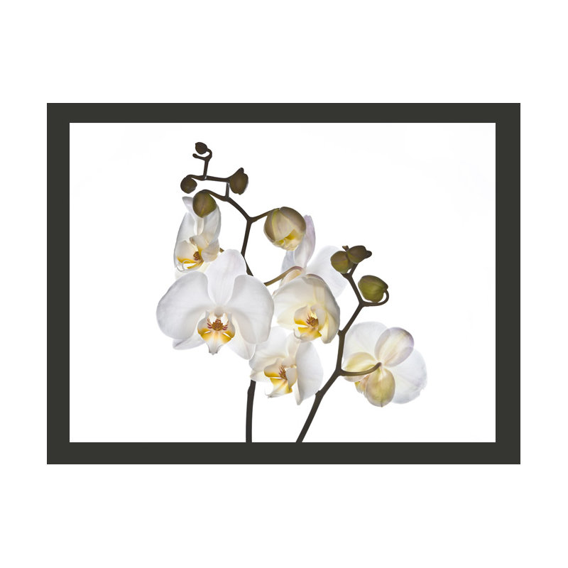 Shyness 1.54m x 200cm Wallpaper, 231 cm L x 300 cm W
