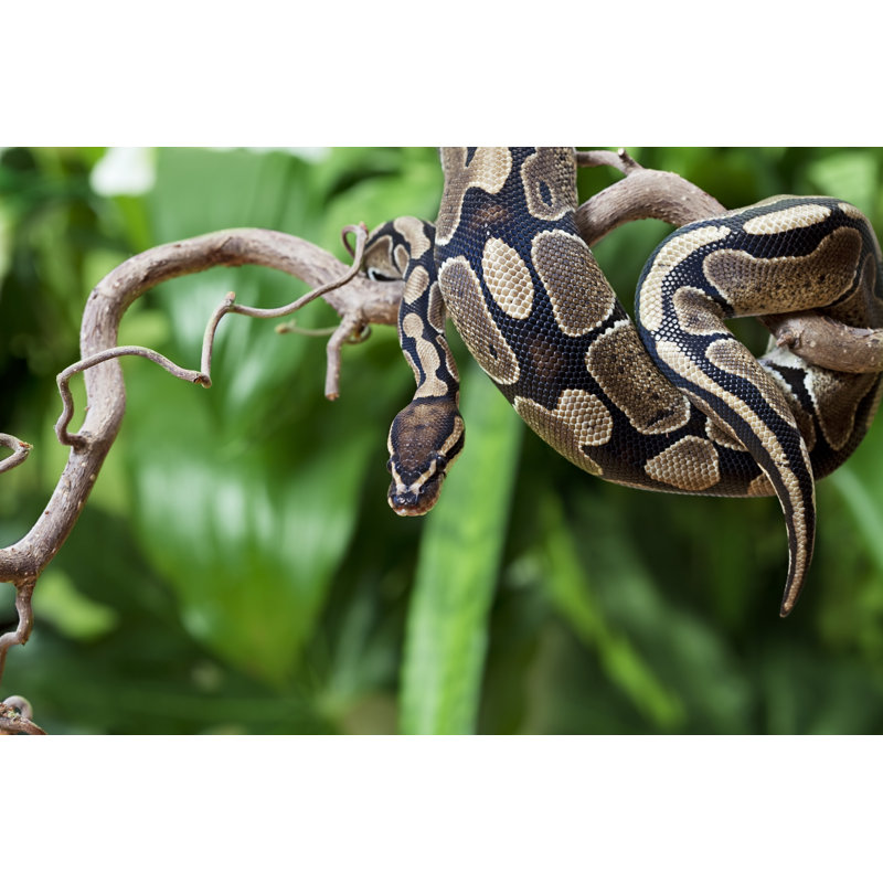 " Royal Python Snake ", 32" H x 48" W  