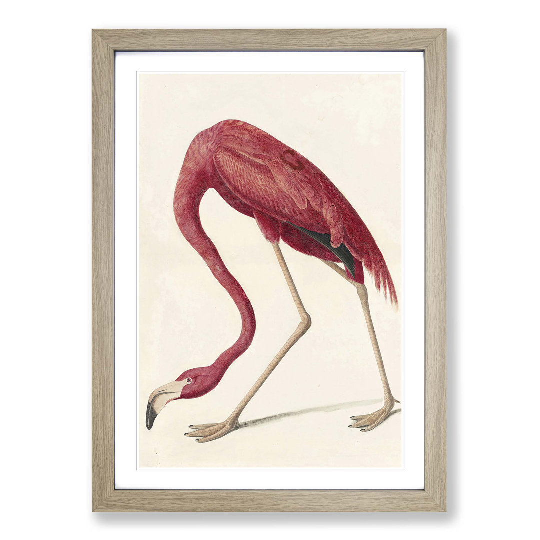 Flamingo by John James Audubon Framed - Framed Print