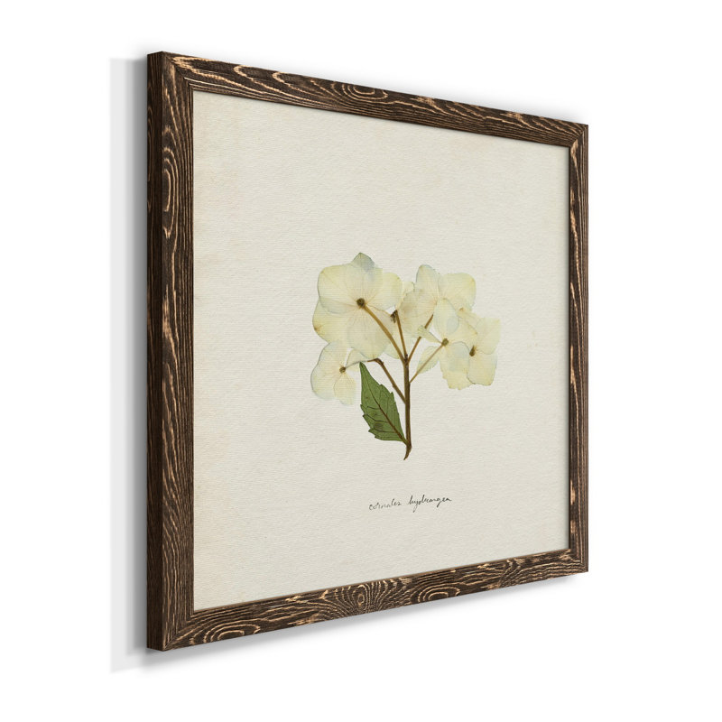 Cornales Hydrangea I-Premium, toile tendue avec cadre - prête à être accrochée, H 35,5 po x l 35,5 po x P 1,5 po, Cadre noyer