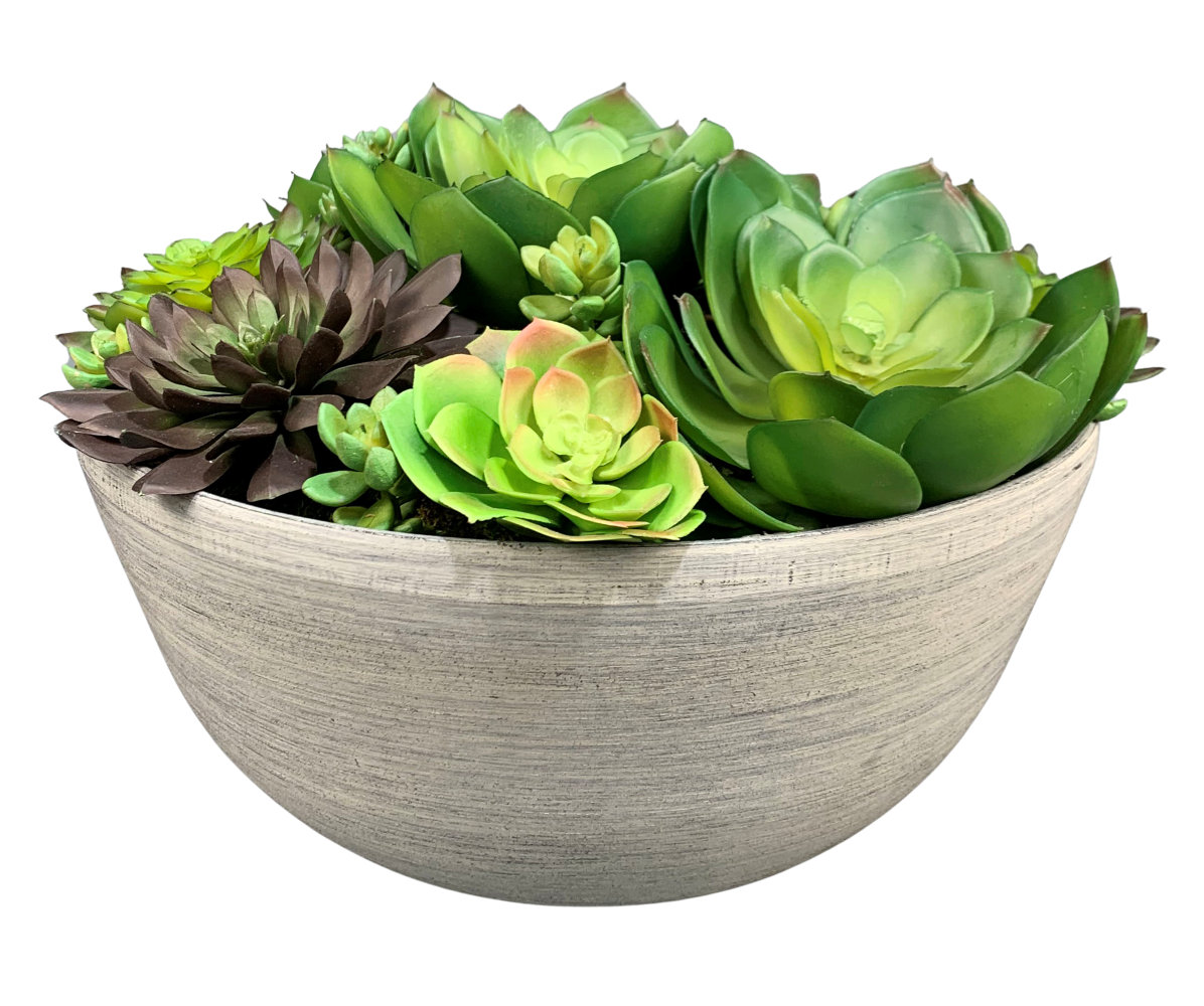 Primrue 6 - Piece Artificial Echeveria Succulent in Pot Set | Wayfair
