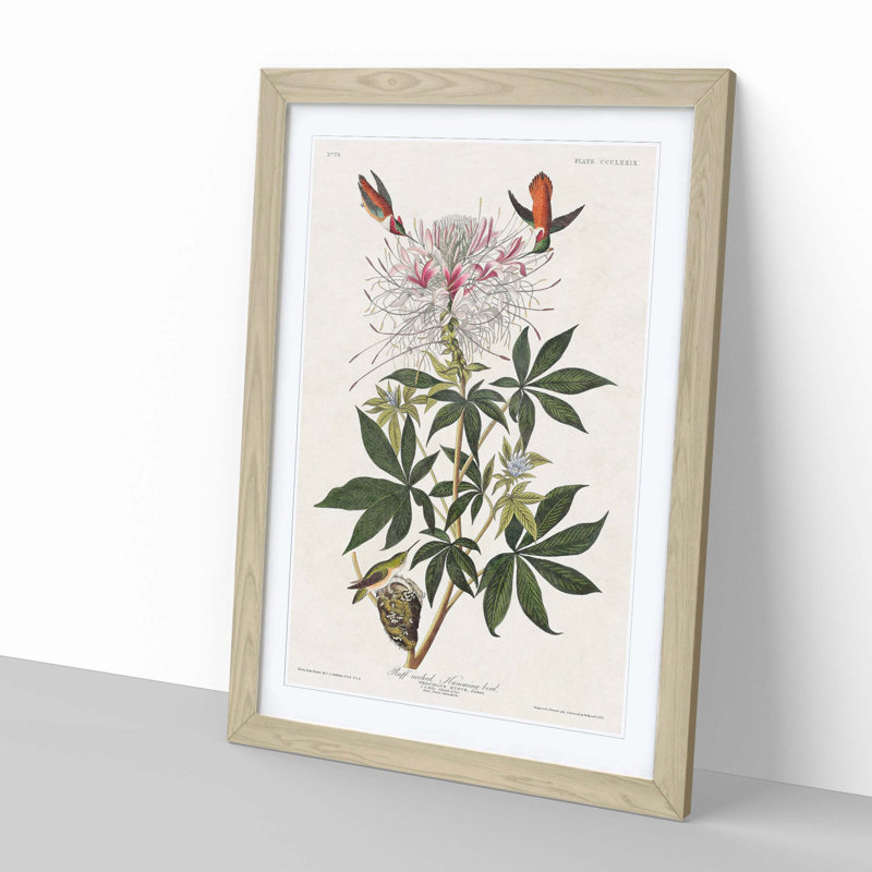 Ruff-Necked Hummingbirds by John James Audubon - Picture Frame Graphic Art Print, 50cm H x 35cm W x 2cm D, Oak