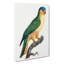 Black-Lored Parrot by F. Levaillant - Wrapped Canvas Painting-55370424