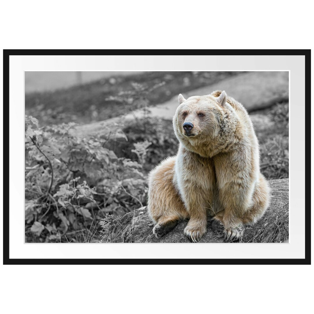 Gerahmtes Poster Niedlicher GrizzlybÃ¤r auf Stein