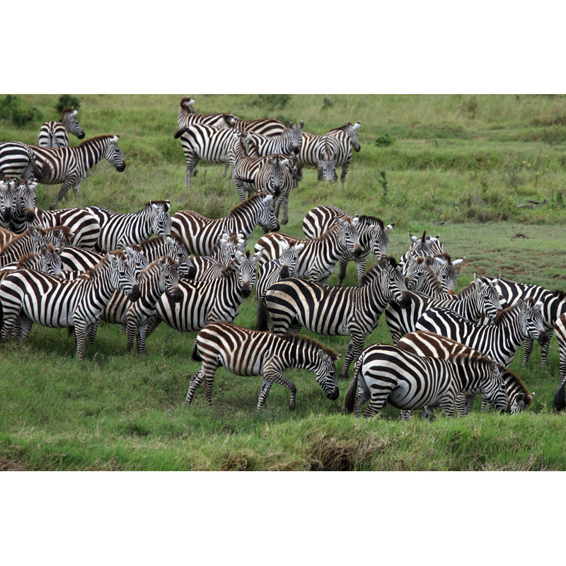 Montgomeryville Zebra Herd - Wrapped Canvas Print, 81cm H x 122cm W x 3.8cm D