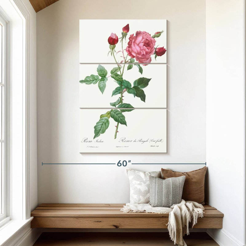 Provence Rose Rosa Indica de Les Roses
