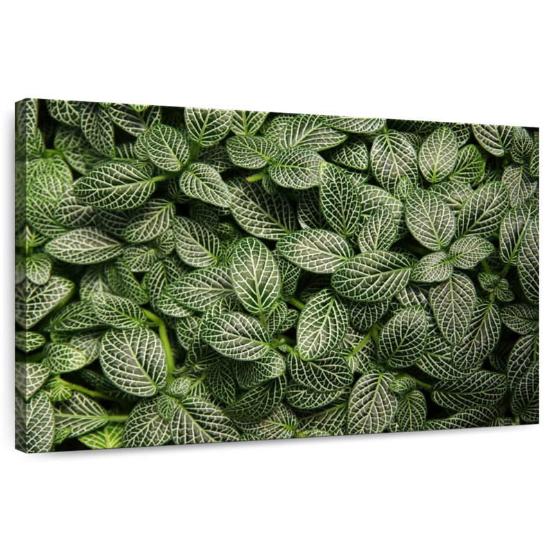 Harnek Green Nerve Plant