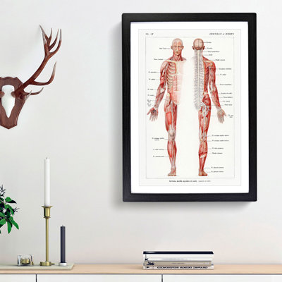 Human Anatomy in French - Picture Frame Painting Print