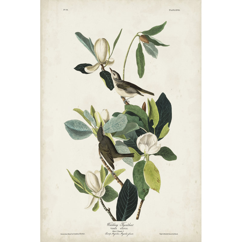 Pl 118 Warbling Flycatcher by John Audubon - Wrapped Canvas Painting, 46cm H x 30cm W