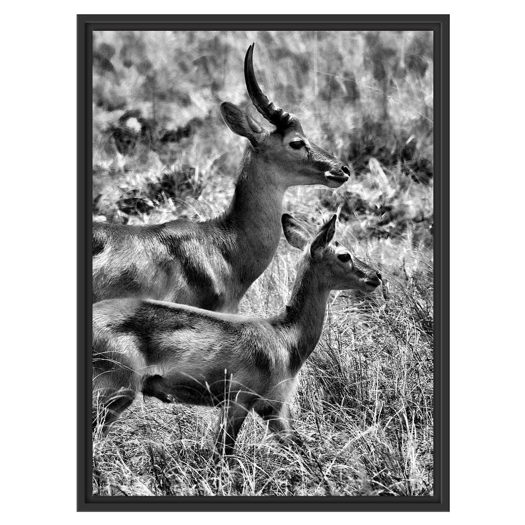 Gerahmtes Wandbild Dorkasgazelle mit Jungtier