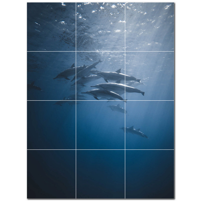 Photo d'un dauphin 4,25 x 4,25