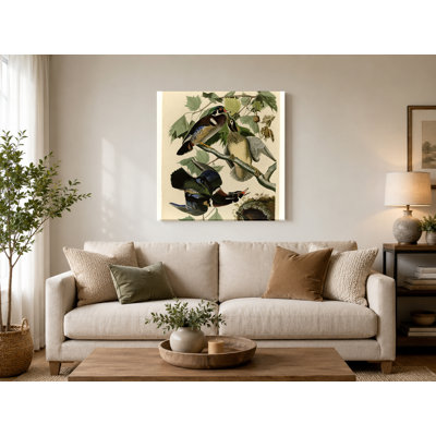 Summer or Wood Duck (Plate 206) — Birds Canvas Wall Art