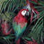 Perroquet de la jungle - reproduction sur toile-26601124