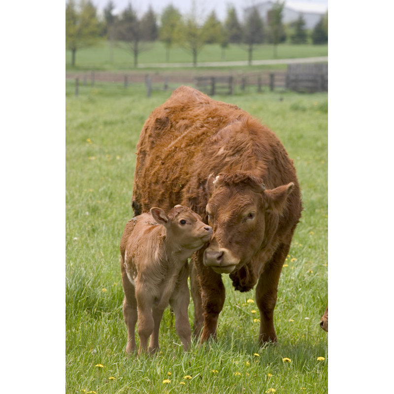 Beef Cow and Calf par Tillsonburg, H 12 po x l 8 po