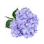 Tige de fleur d'hortensia artificielle-1635926249