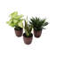 Live Low Light Houseplant Set