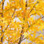 Autumn Maple Artificial Fall Tree-1155917988