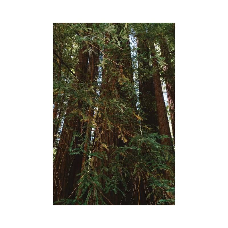 Redwood Forest XIV 1 Piece Wall Art on Canvas, 66.04cm H x 45.72cm W x 3.81cm D, Wrapped Canvas