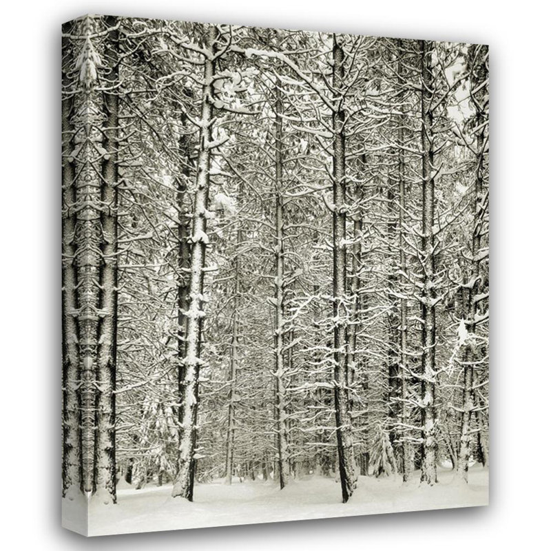 Forêt de pins dans la neige, nation Yosemite IMA-A144, H 24 po x l 18 po