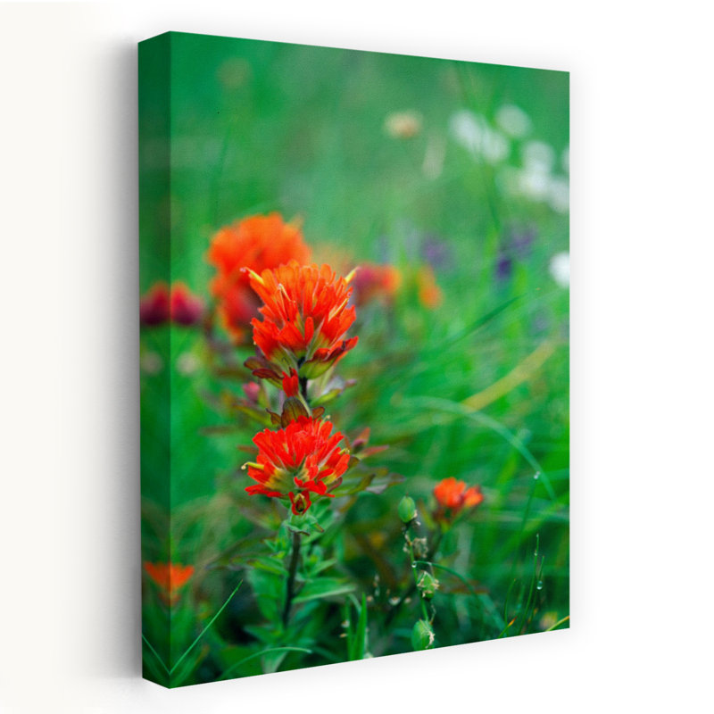 Champ de fleurs sauvages avec pinceau indien en fleurs délicates fleurs contemporaines, art naturel, H 48 po x l 32 po