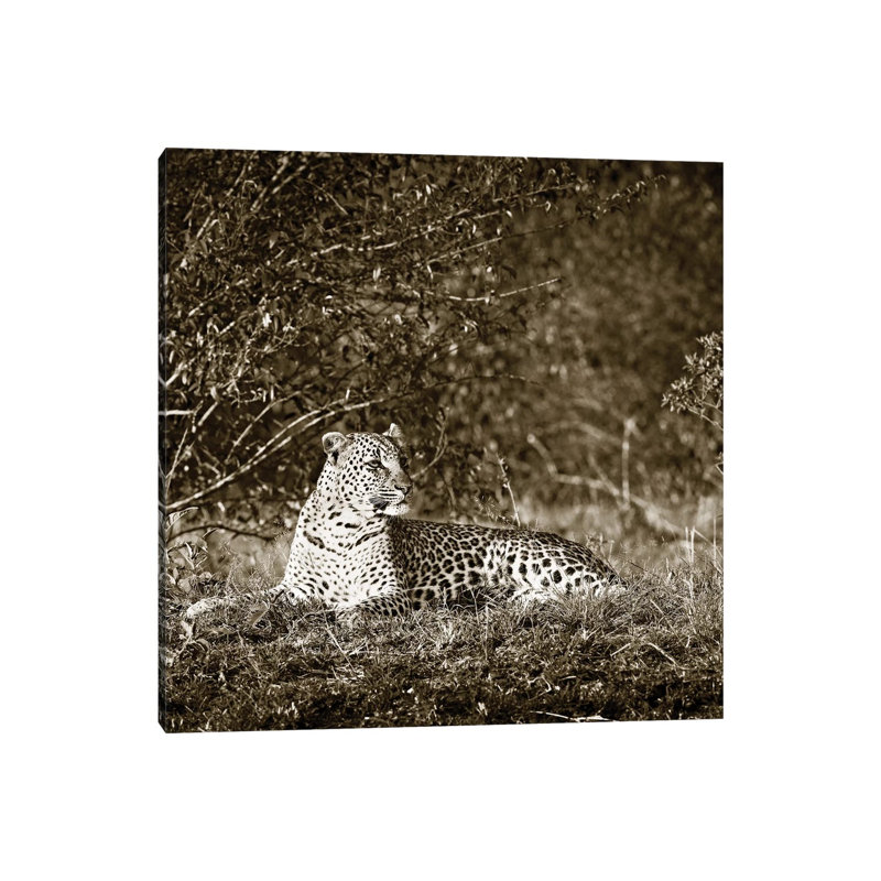 Vigilant Leopard by Klaus Tiedge - Wrapped Canvas Print, 30.48 cm H x 30.48 cm W
