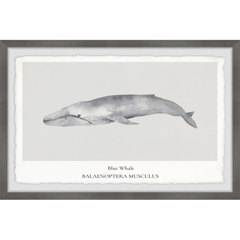 Balaenoptera Musculus by Marmont Hill - Single Picture Frame Painting, 20cm H x 30cm W x 3.81cm D