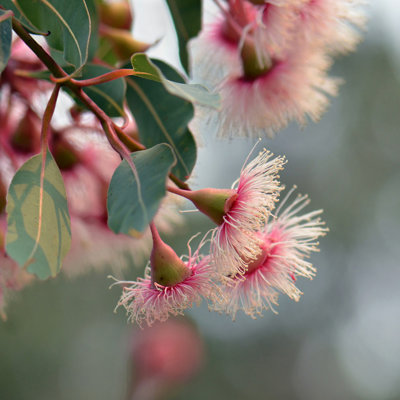 Fleurs de gommier amérindien