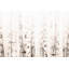 Birchwood - reproduction sur toile tendue-16968796