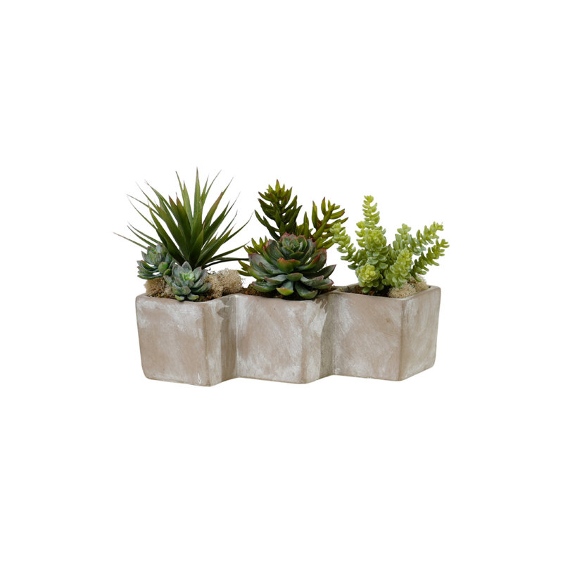 Succulents Arrangement in Concrete Triple Pot