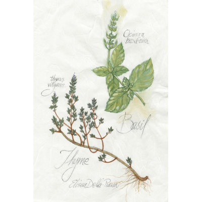Basilic et thym