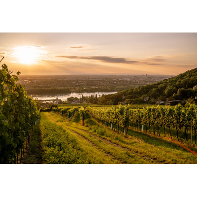 Vineyard At Kahlenbergerdorf Near Vienna At Sunrise - Wrapped Canvas Print