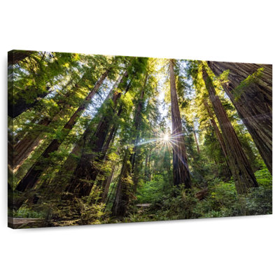 Harnek Jedediah Smith Redwoods At Sunrise III