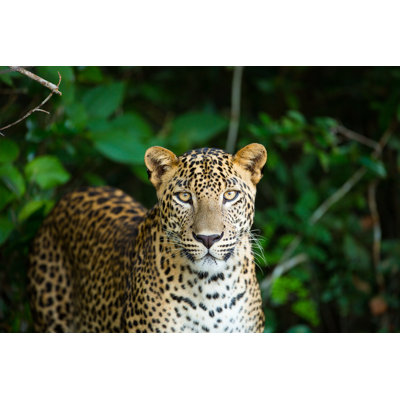 Leopard - Wrapped Canvas Print