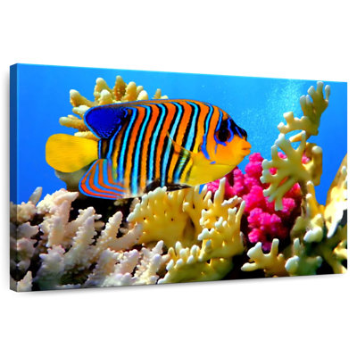 Brampt Queen Angelfish