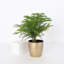 Live Norfolk Island Pine Plant In Classic Pot-78391175